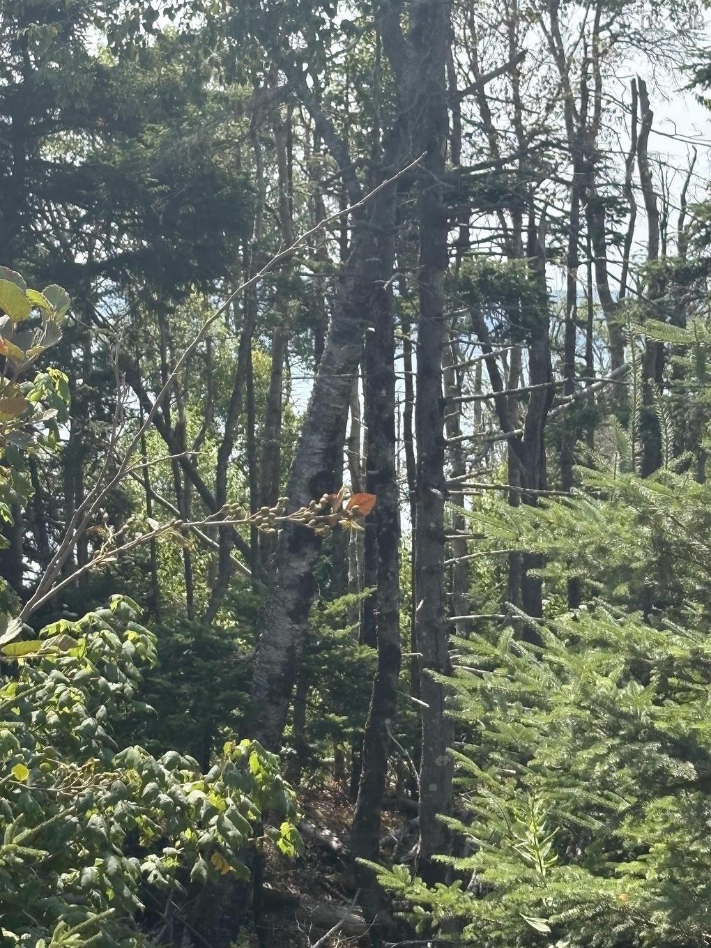 Lot 03-1 West Bay Road, West Bay, NS