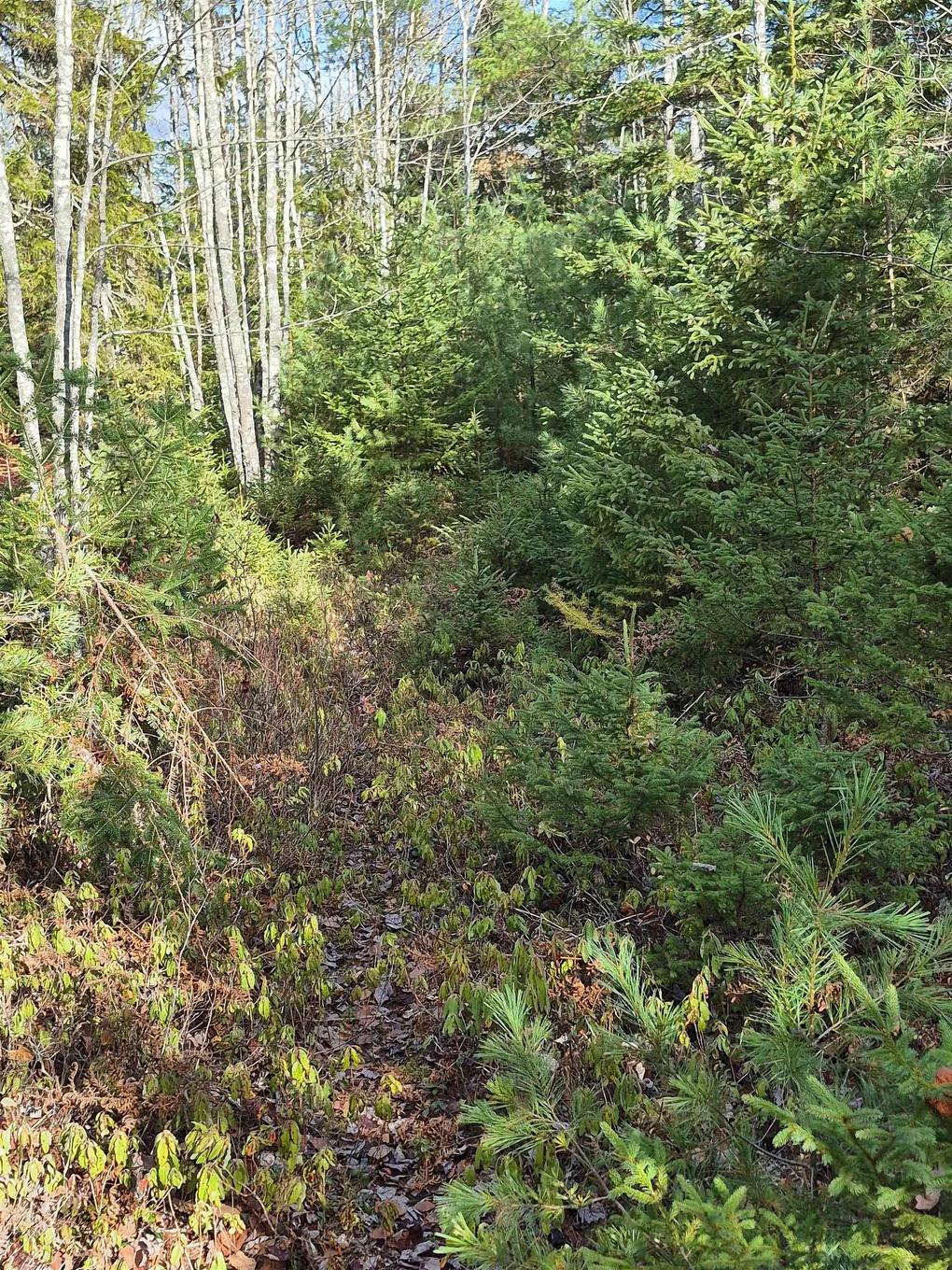 211 Bennie Muckle Road Bramber, Bramber, NS