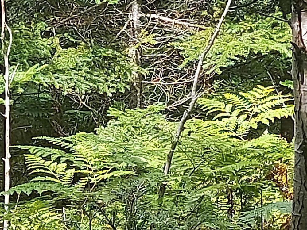 2B Wall Street, Cape George, NS