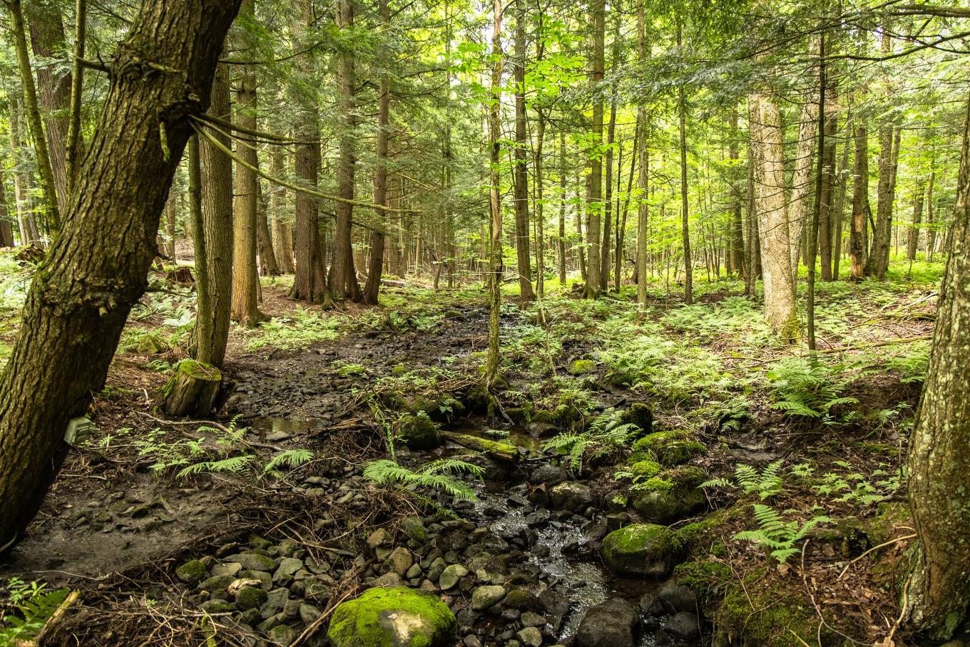 Terre/Terrain - 251 Ch. De Bondville, Lac-Brome, QC - Outdoor With View