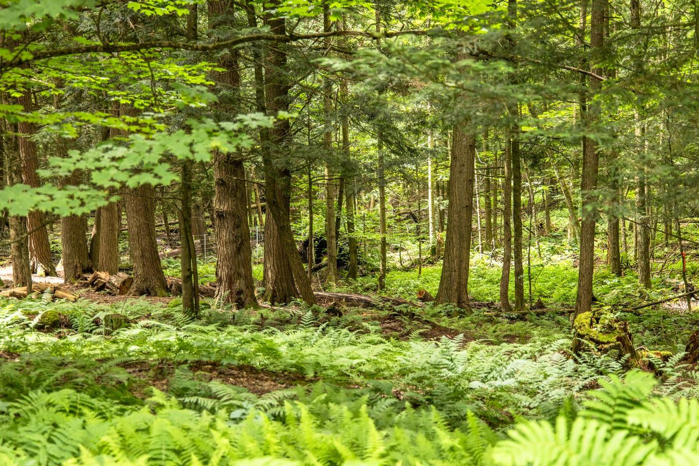 Terre/Terrain - 251 Ch. De Bondville, Lac-Brome, QC - Outdoor