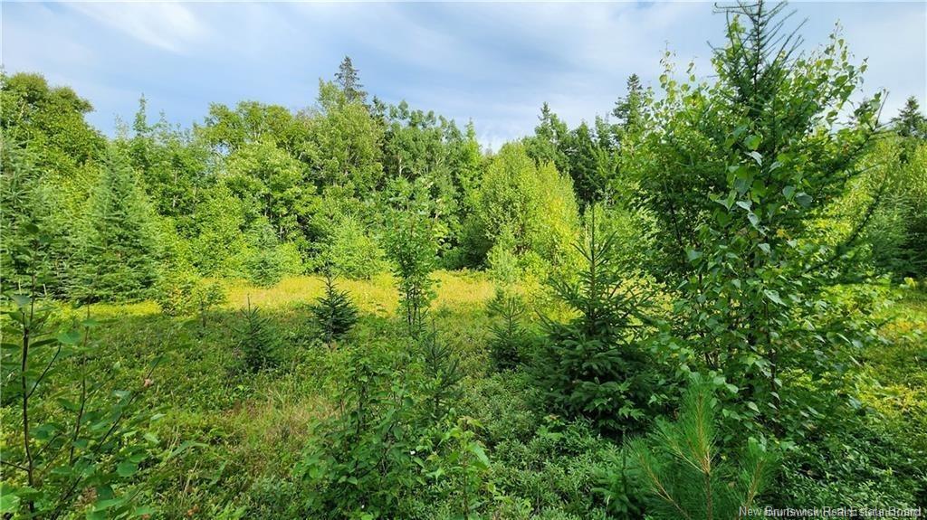 7.6 Acres Rue Pinet, Bertrand, NB