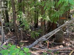 Lot 43 Vickers Trail Lot# 43 Anglemont, BC V0E 1M8