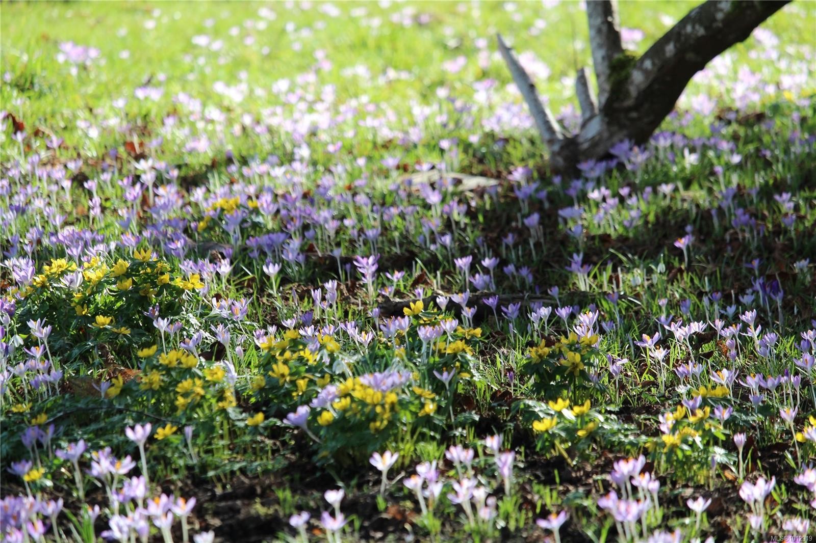 7028 Westholme Rd, Westholme, BC