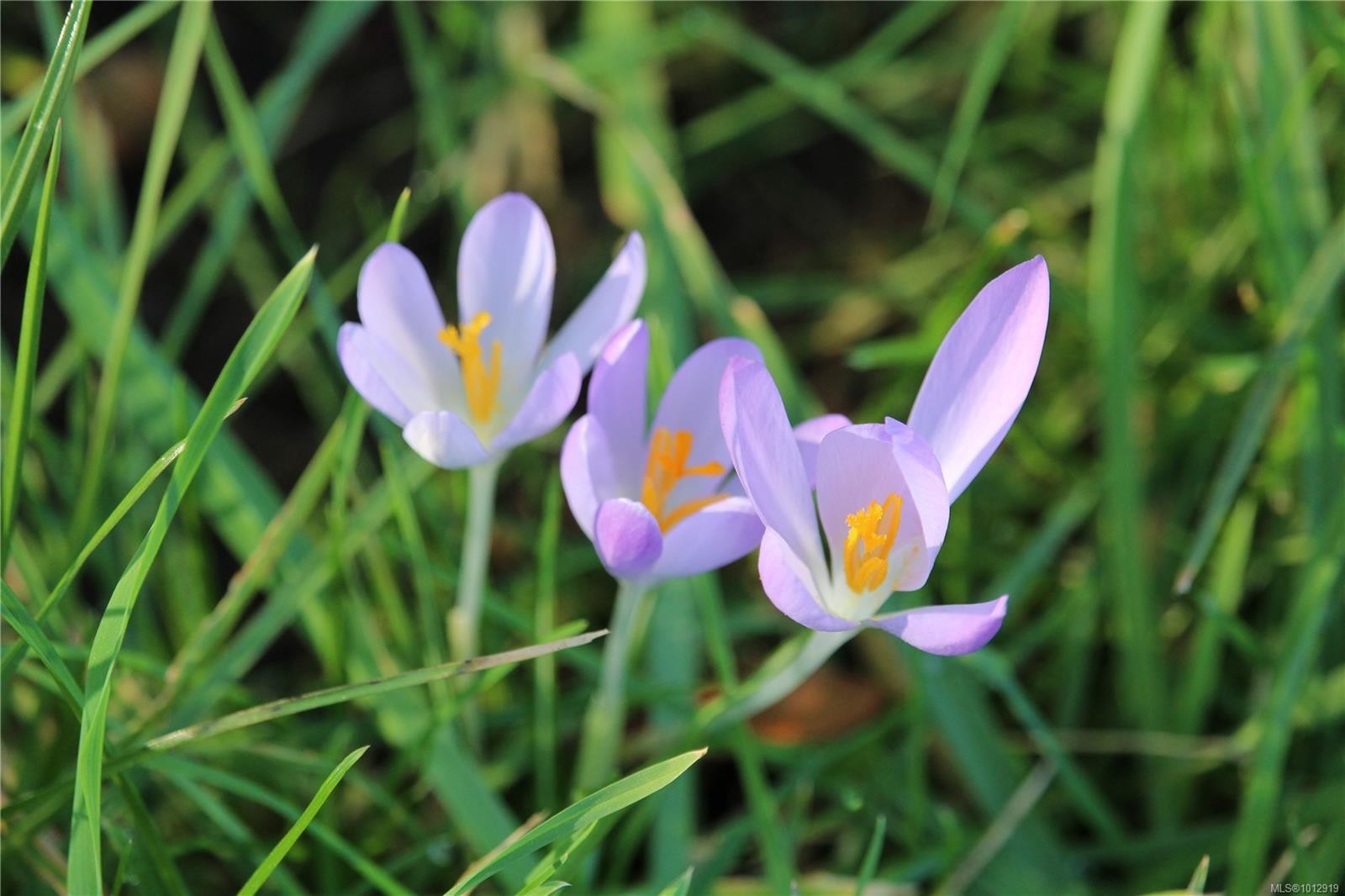 7028 Westholme Rd, Westholme, BC