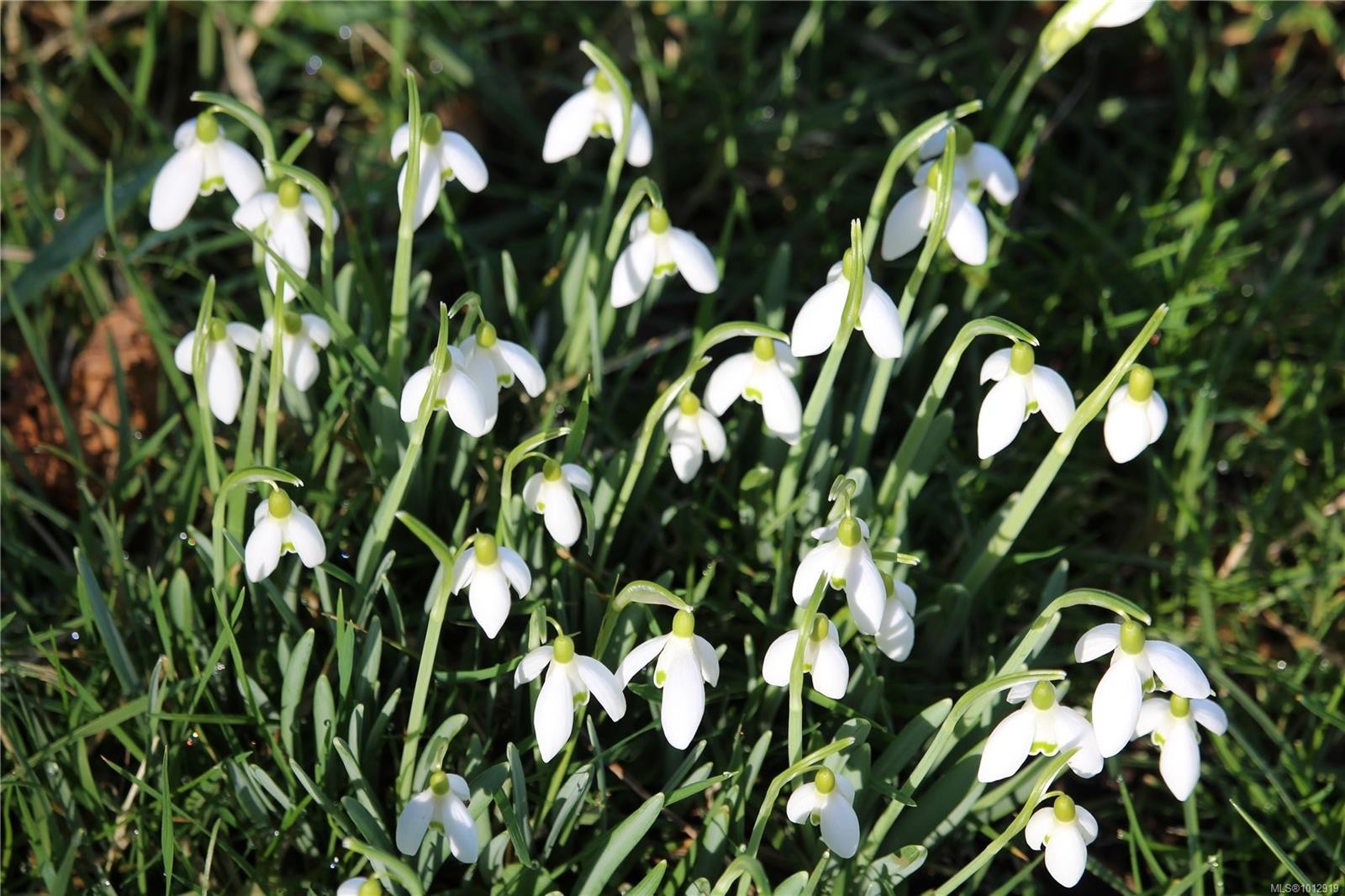 7028 Westholme Rd, Westholme, BC