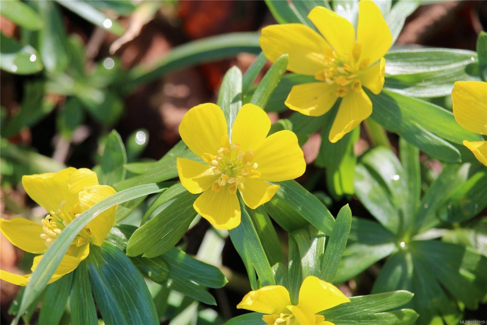 7028 Westholme Rd, Westholme, BC