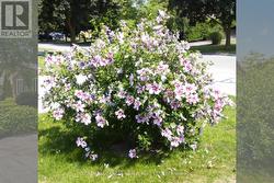 Rose of Sharon -