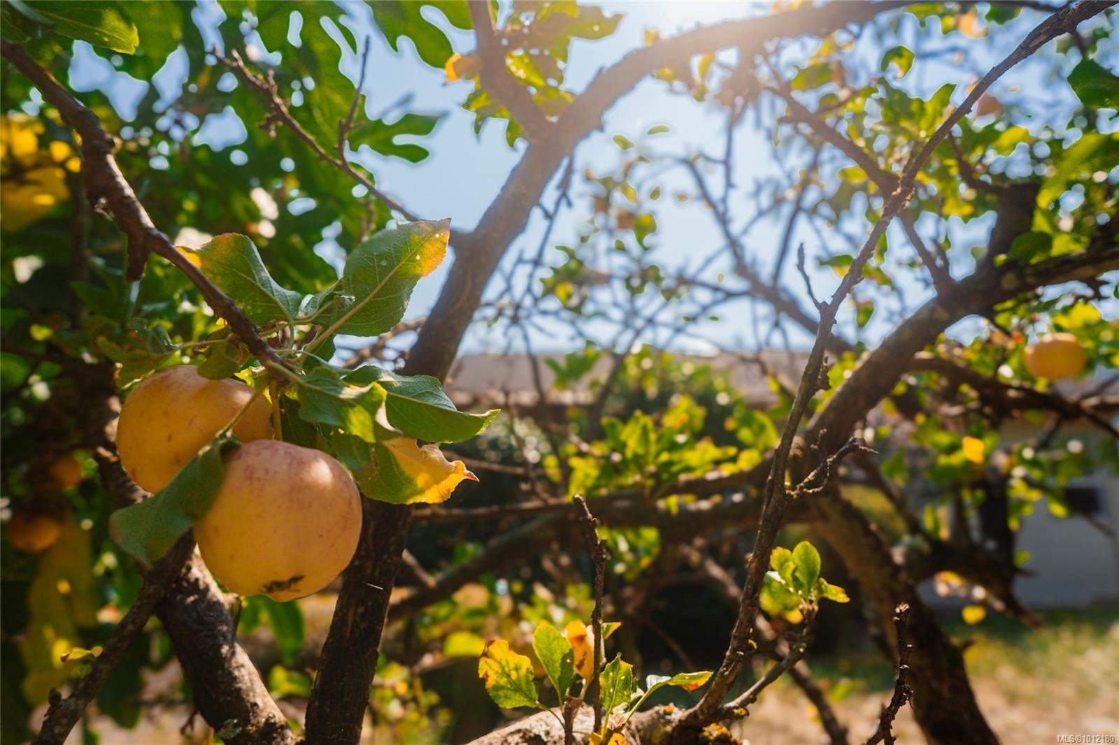 1072 Silver Mountain Dr, Nanaimo, BC