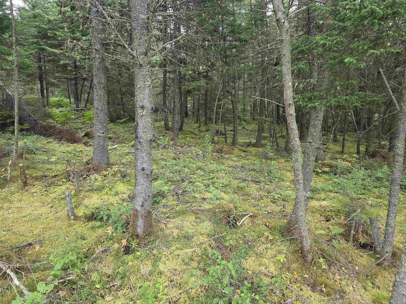 Lot 8 Mountain Road, River Tillard, NS