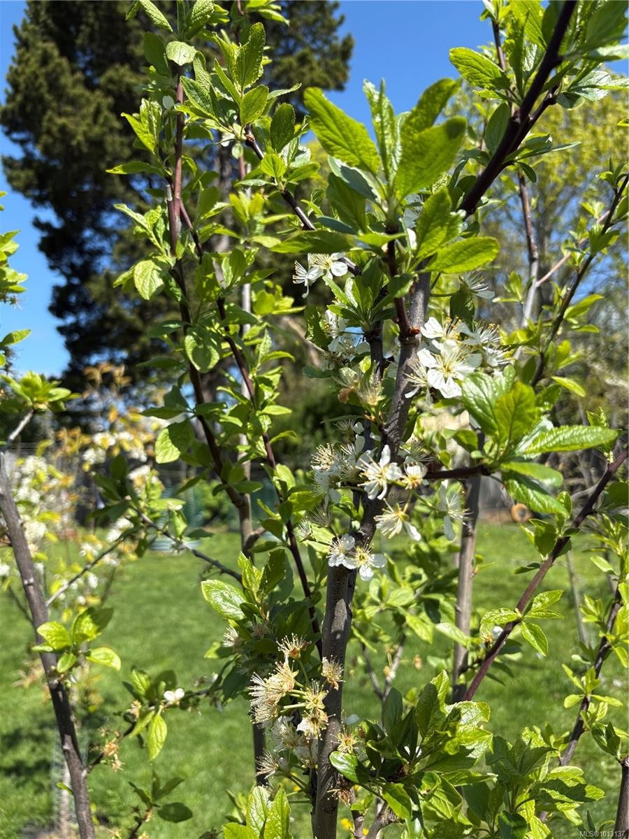 6716 Ayre Rd, Sooke, BC