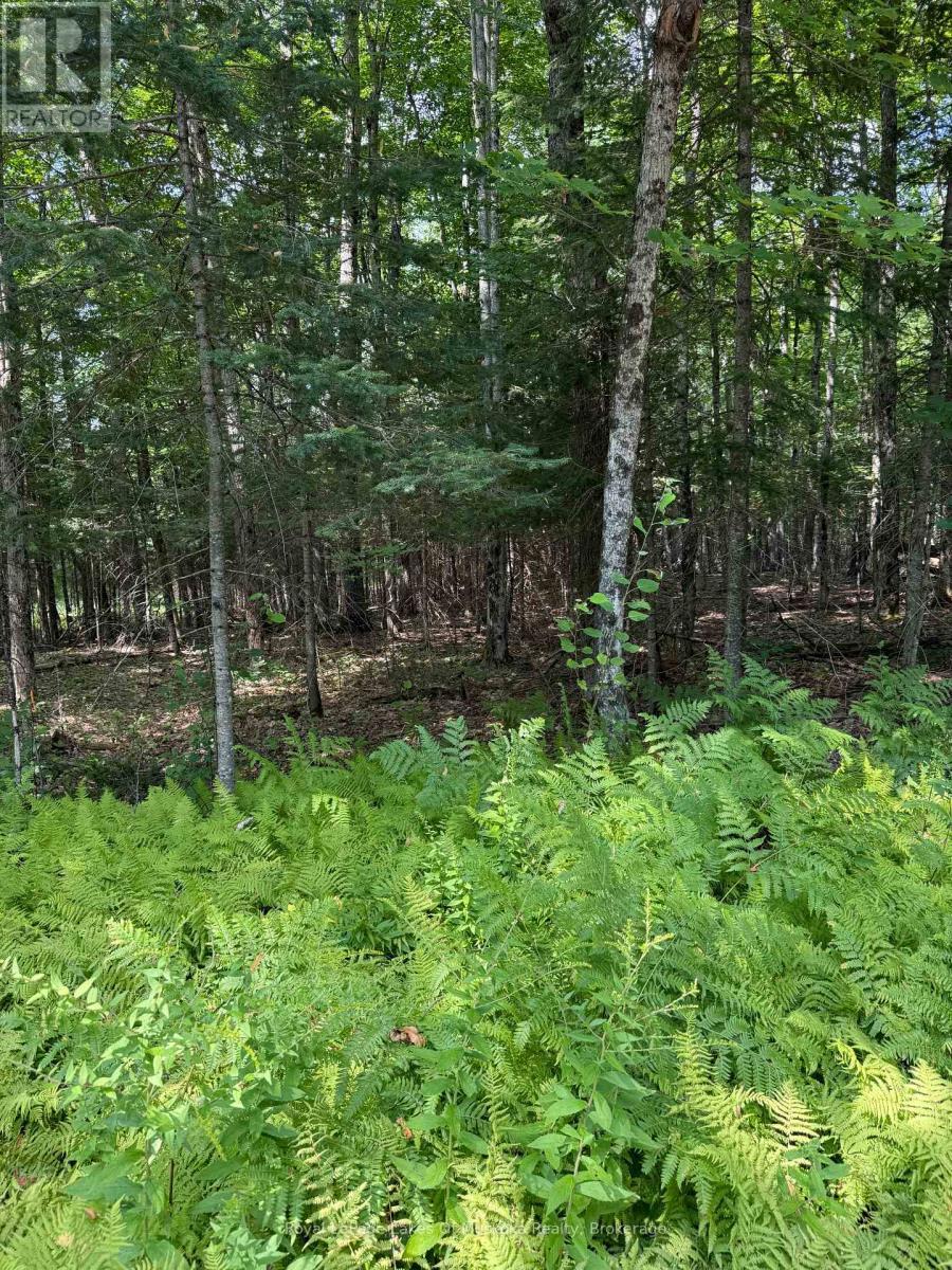 Building Lot - Lt 26 Frank St Street, Magnetawan, ON