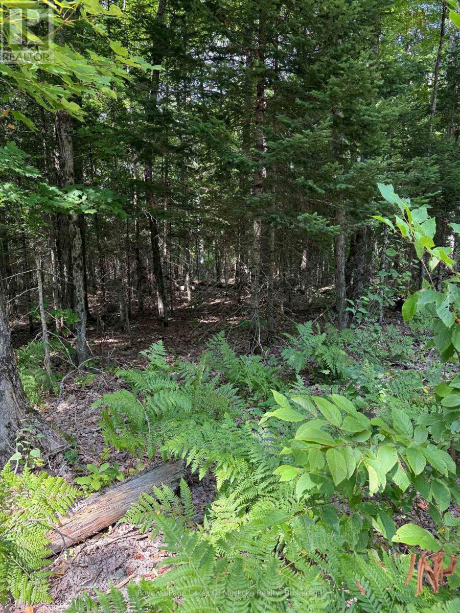 Level Lot - Lt 26 Frank St Street, Magnetawan, ON