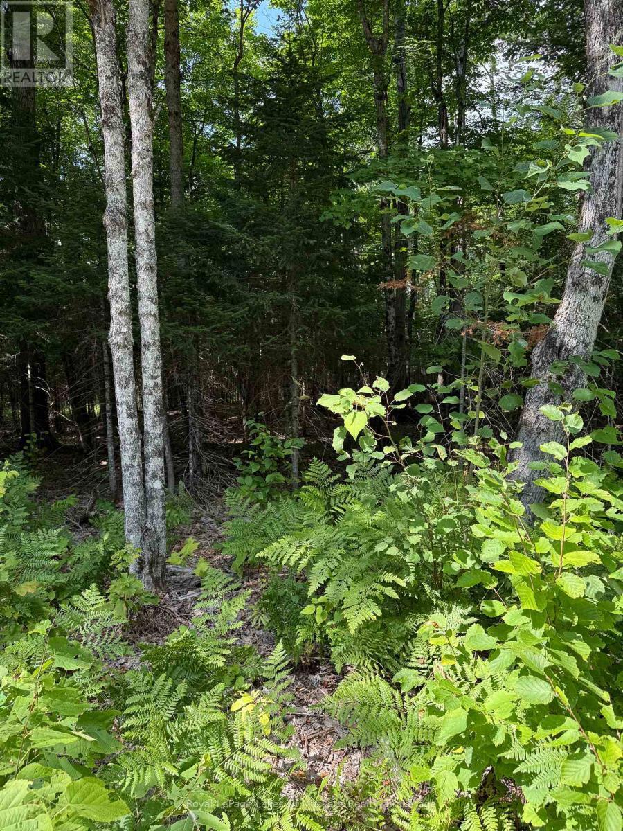 Vacant Lot - Lt 26 Frank St Street, Magnetawan, ON