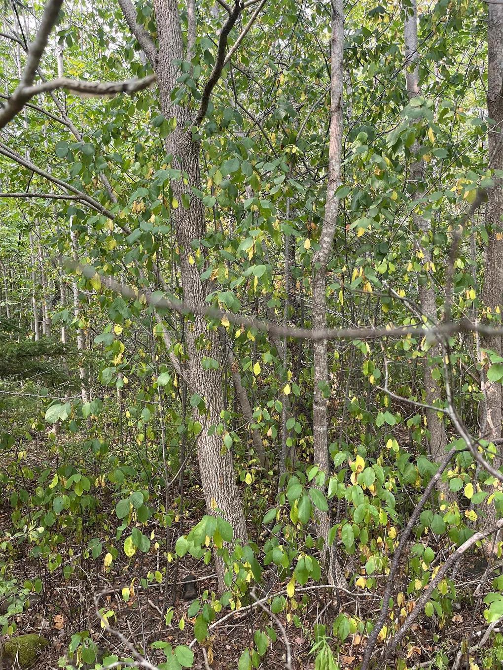 Lot 5 Granville Road, Karsdale, NS