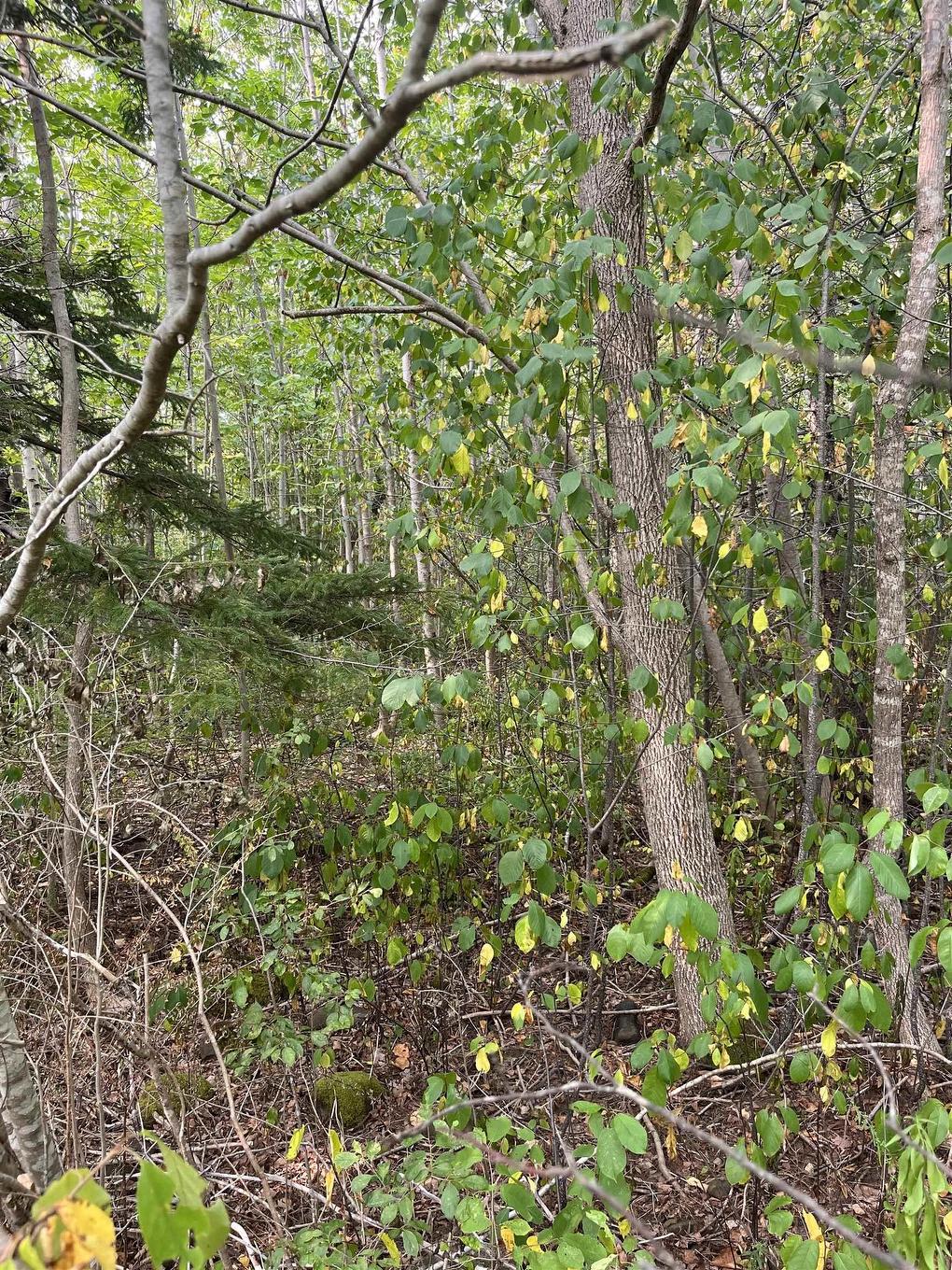 Lot 5 Granville Road, Karsdale, NS