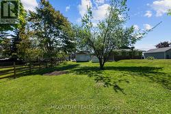 Nice trees in the backyard -
