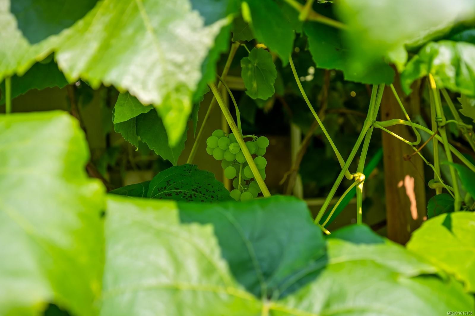 2180 Schulz Rd, Black Creek, BC