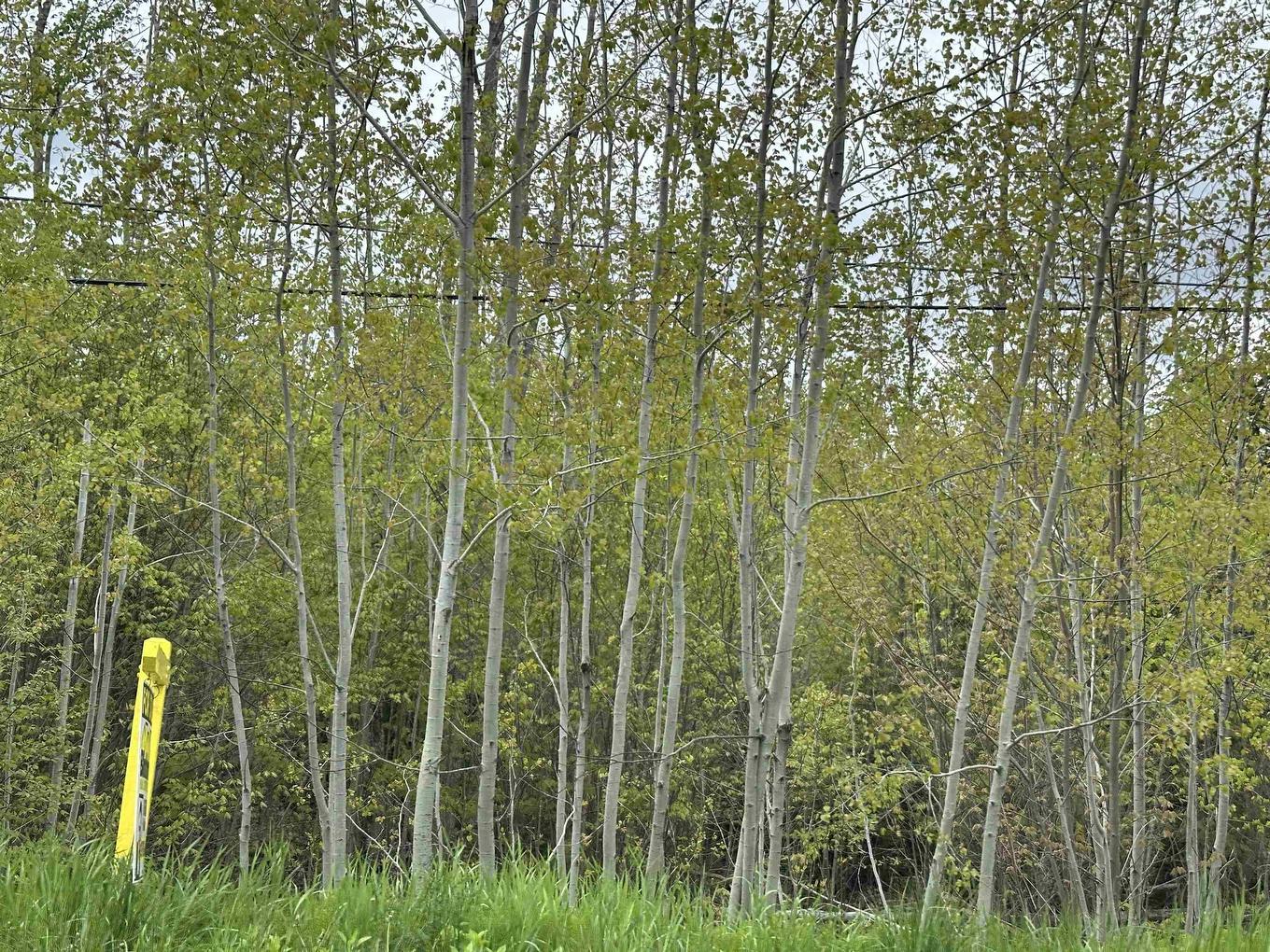 Lot 19 Acres Wallace Road, Hazel Glen, NS