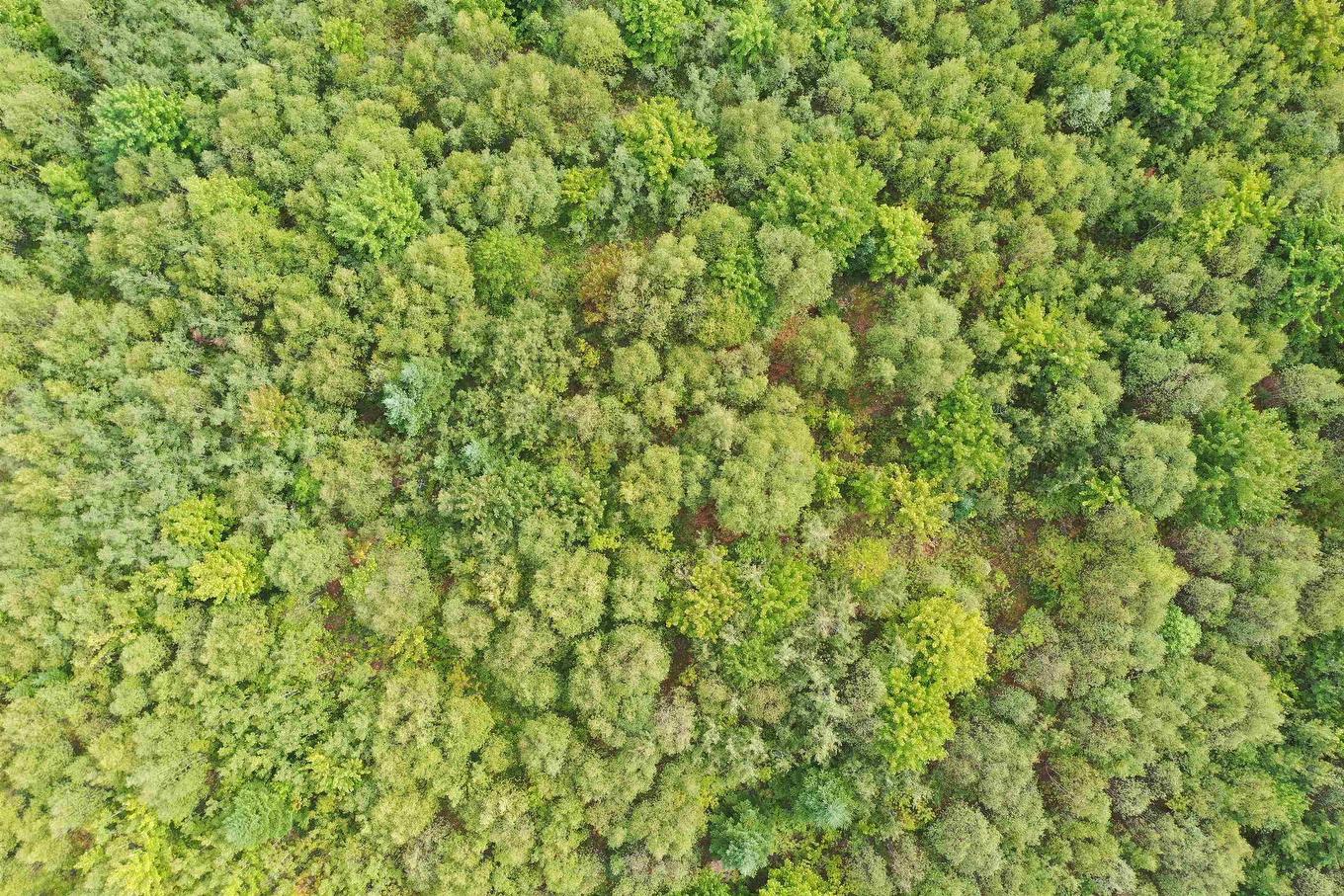 Lot 19 Acres Wallace Road, Hazel Glen, NS