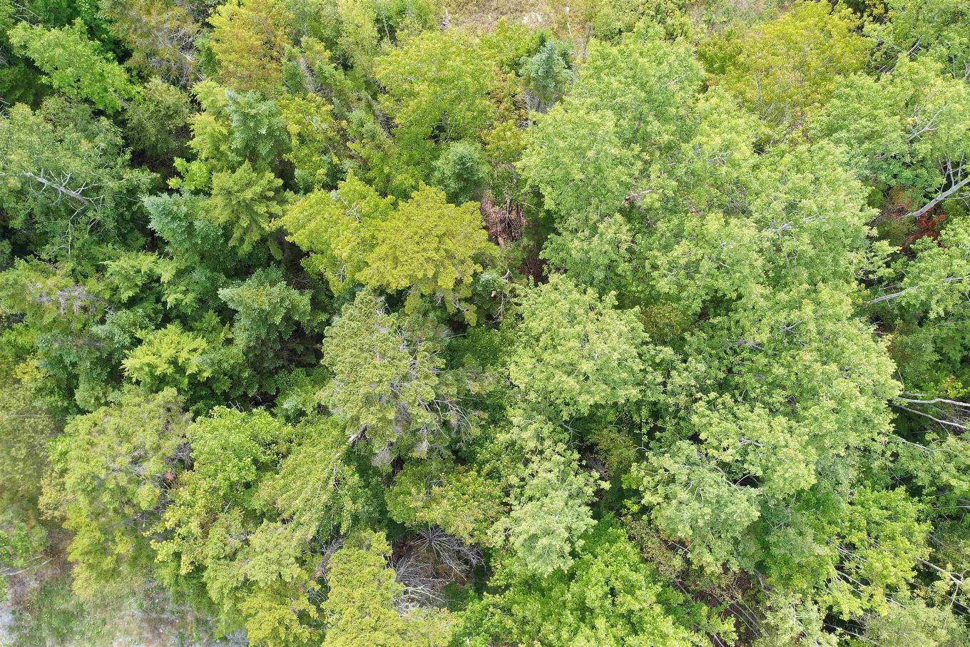 Lot 19 Acres Wallace Road, Hazel Glen, NS