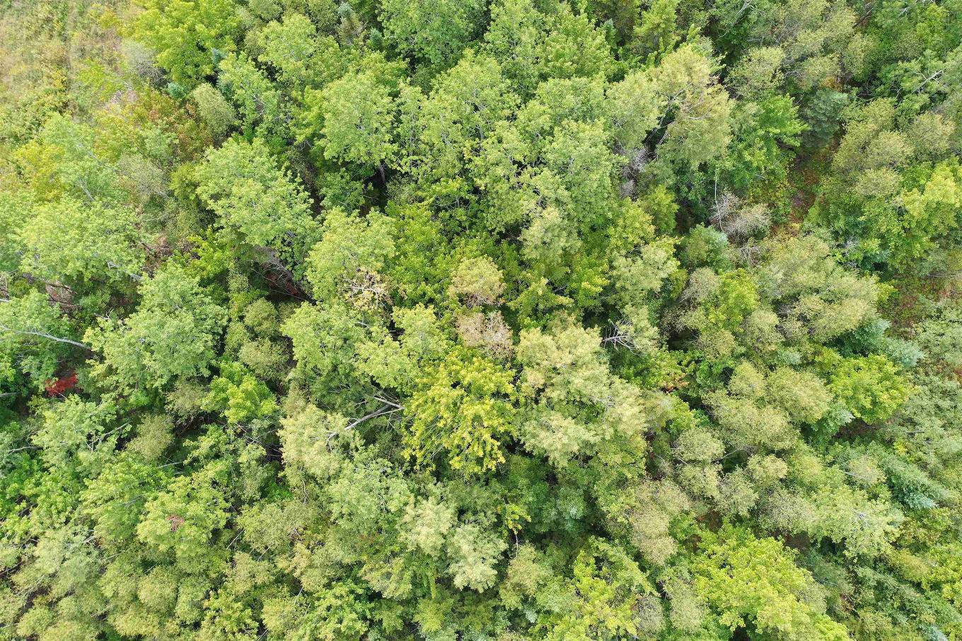 Lot 19 Acres Wallace Road, Hazel Glen, NS