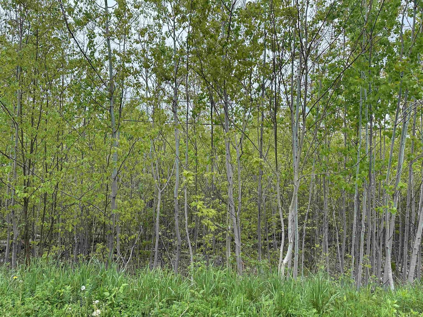 Lot 19 Acres Wallace Road, Hazel Glen, NS