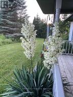 Perennial flower beds -