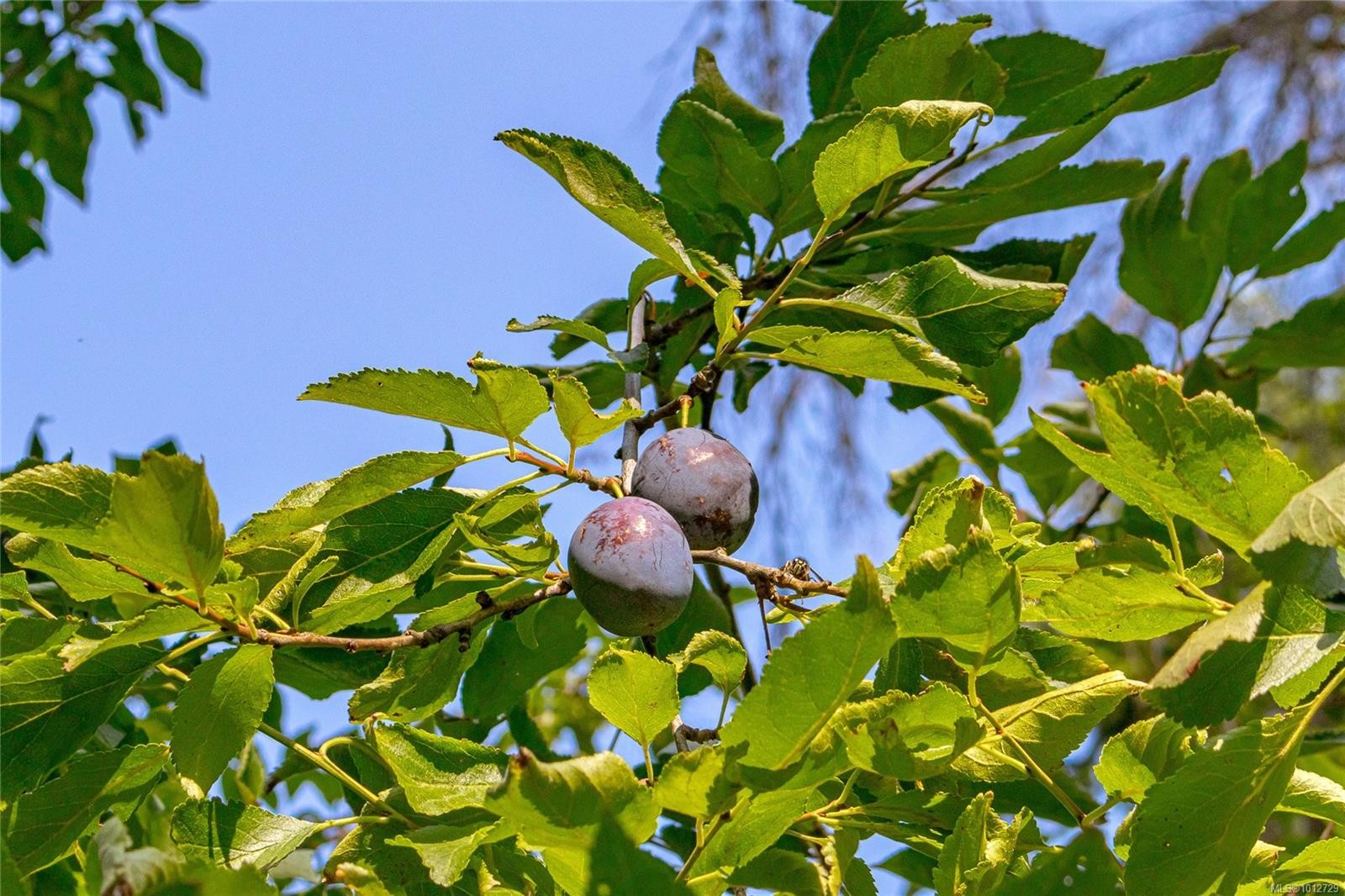 3626 Christina Dr, Cobble Hill, BC