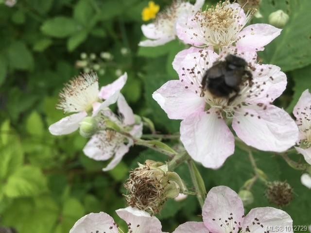 3626 Christina Dr, Cobble Hill, BC