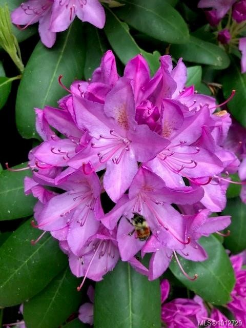 3626 Christina Dr, Cobble Hill, BC