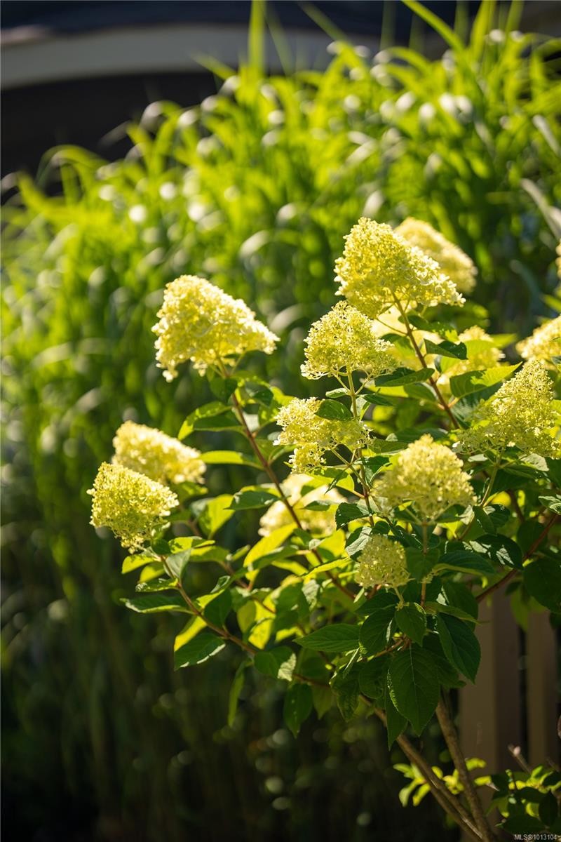 683 Mountjoy Ave, Oak Bay, BC