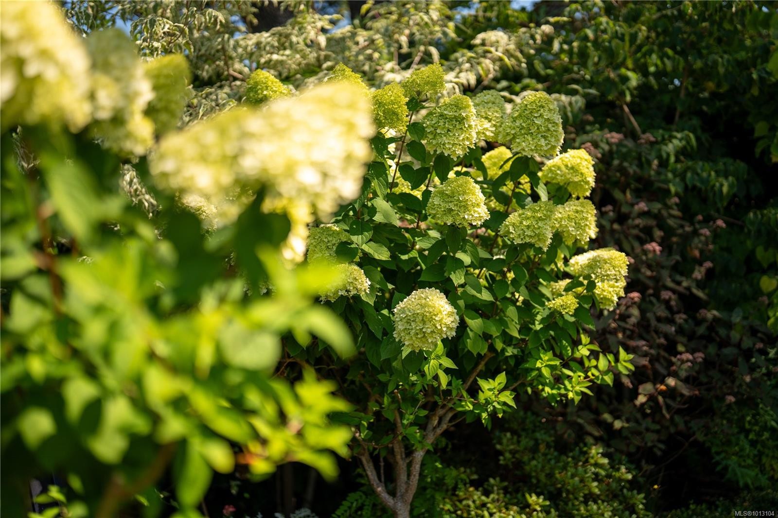 683 Mountjoy Ave, Oak Bay, BC