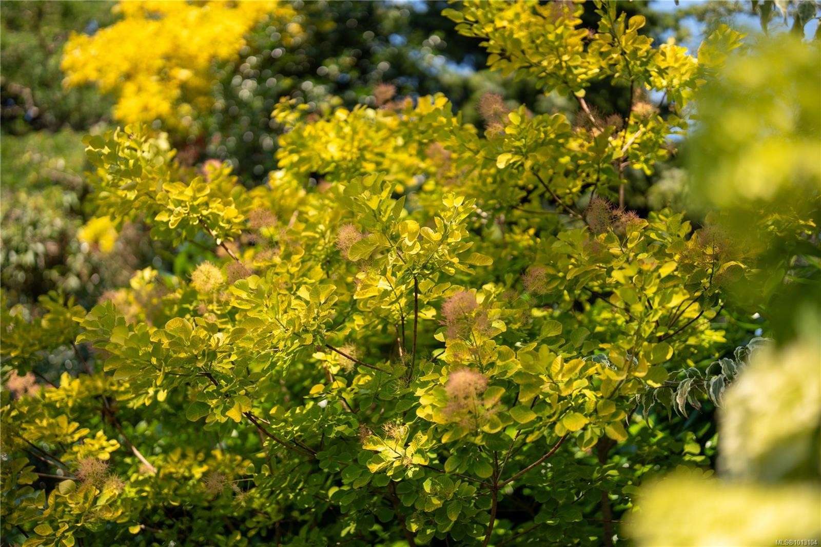 683 Mountjoy Ave, Oak Bay, BC