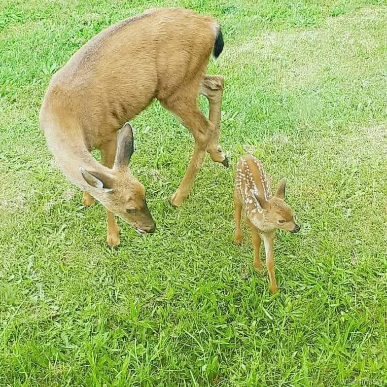 6883 Westcott Rd, Duncan, BC