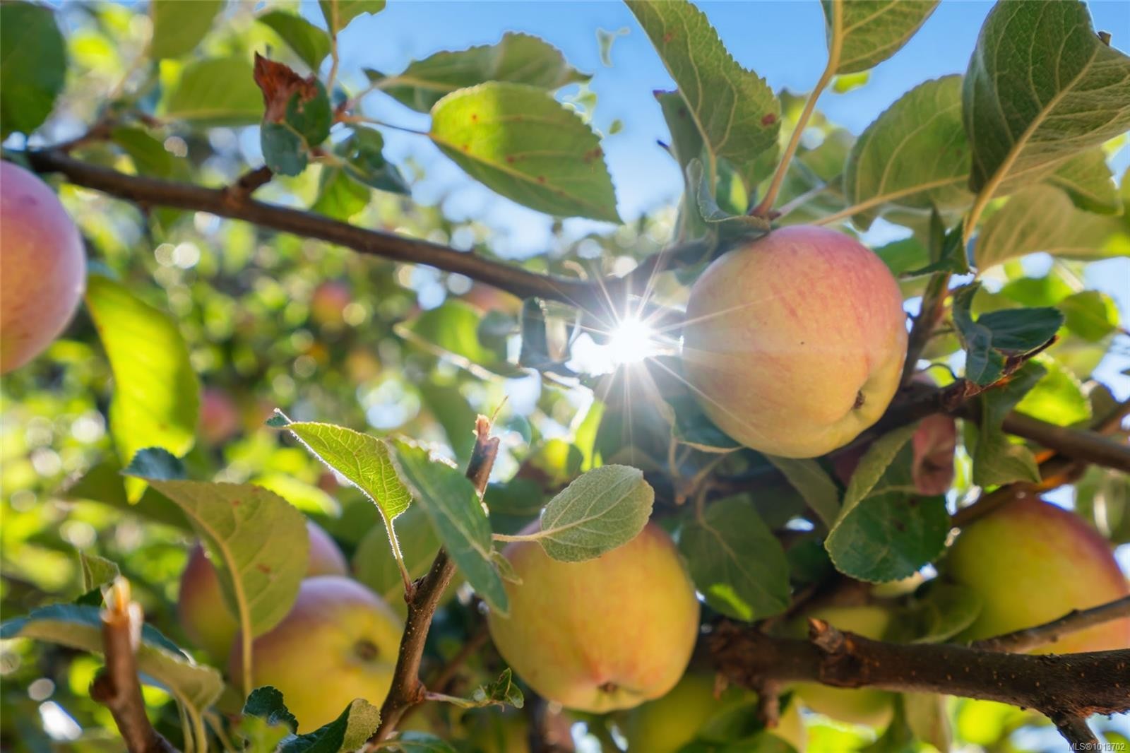 1353 Englishman River Rd, Errington, BC