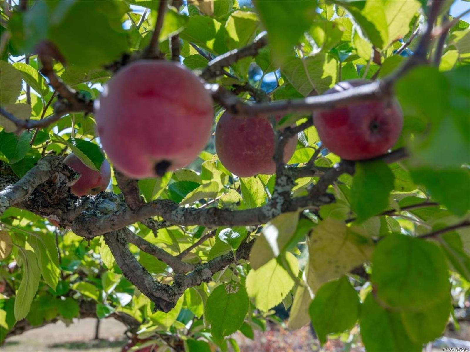 1777 Eglington Ave, Nanaimo, BC