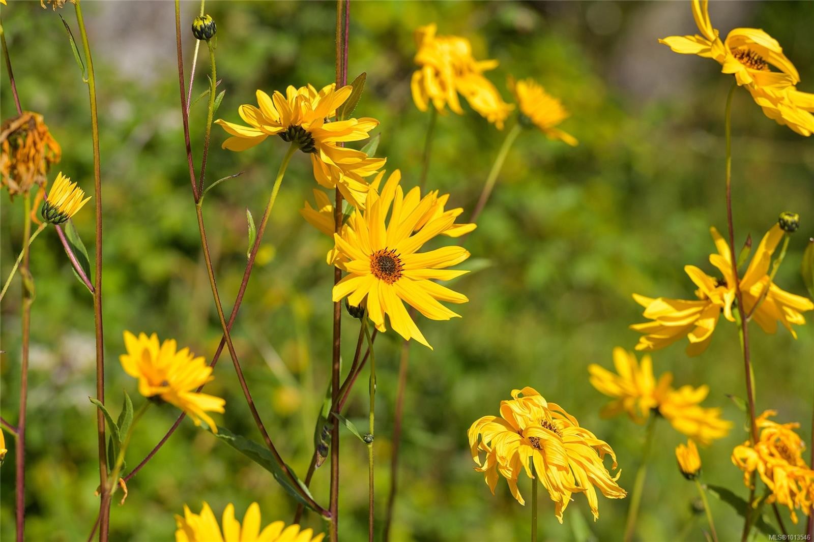 2173 Tryon Rd, North Saanich, BC