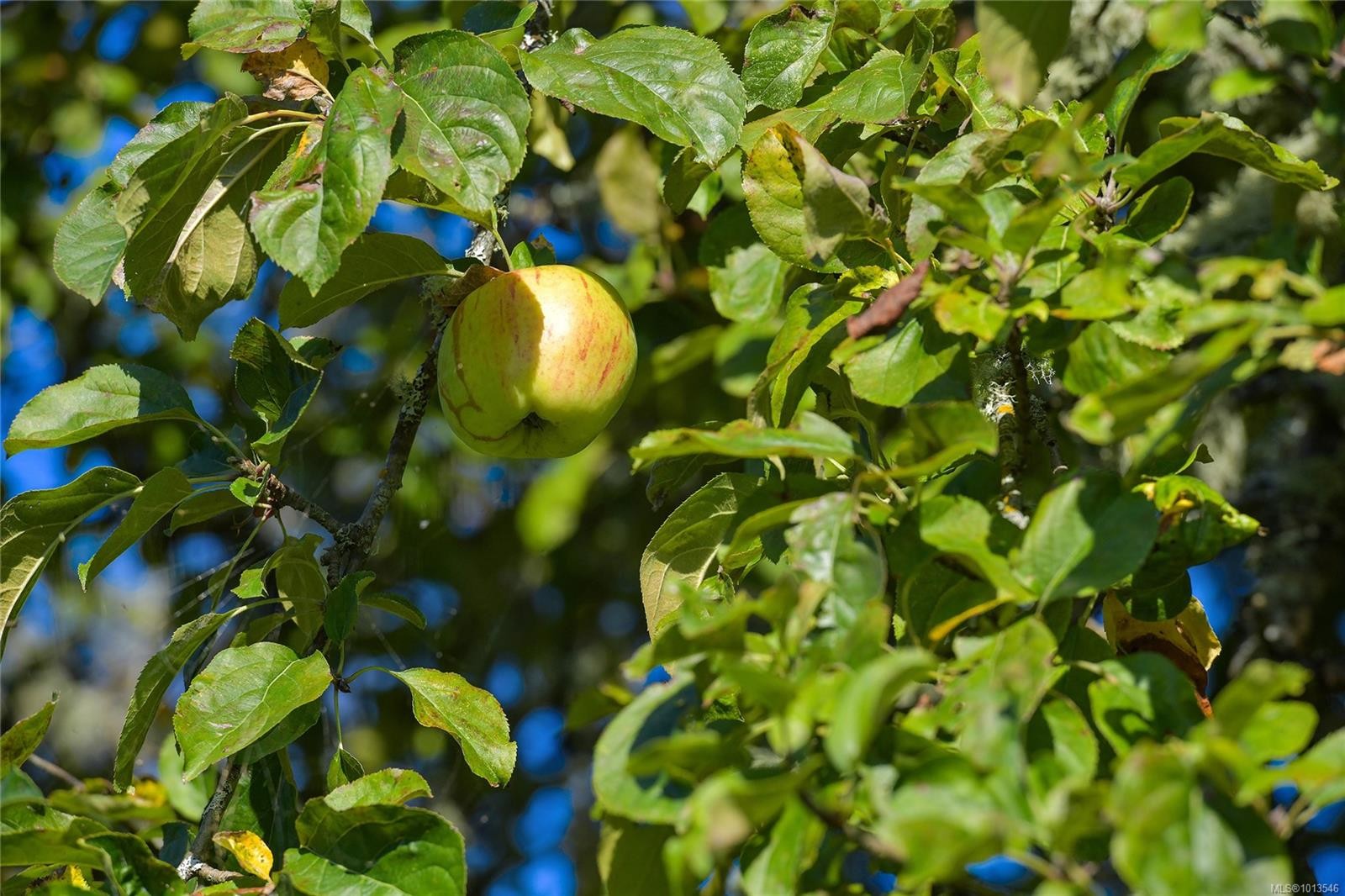 2173 Tryon Rd, North Saanich, BC