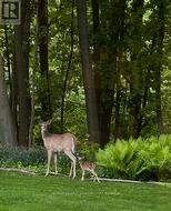 View of the trees / woods and nature from unit 10 -
