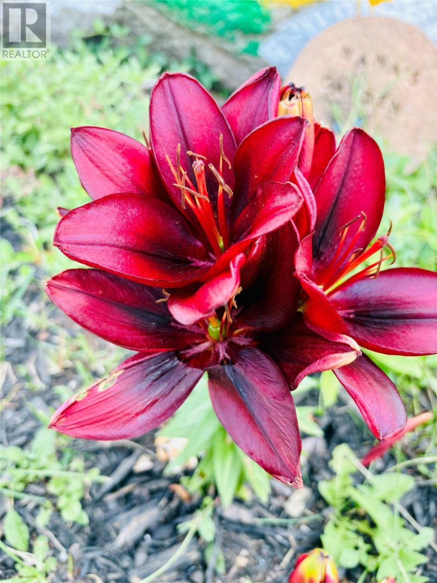 3 Robert Road, South Brook, NL - Outdoor