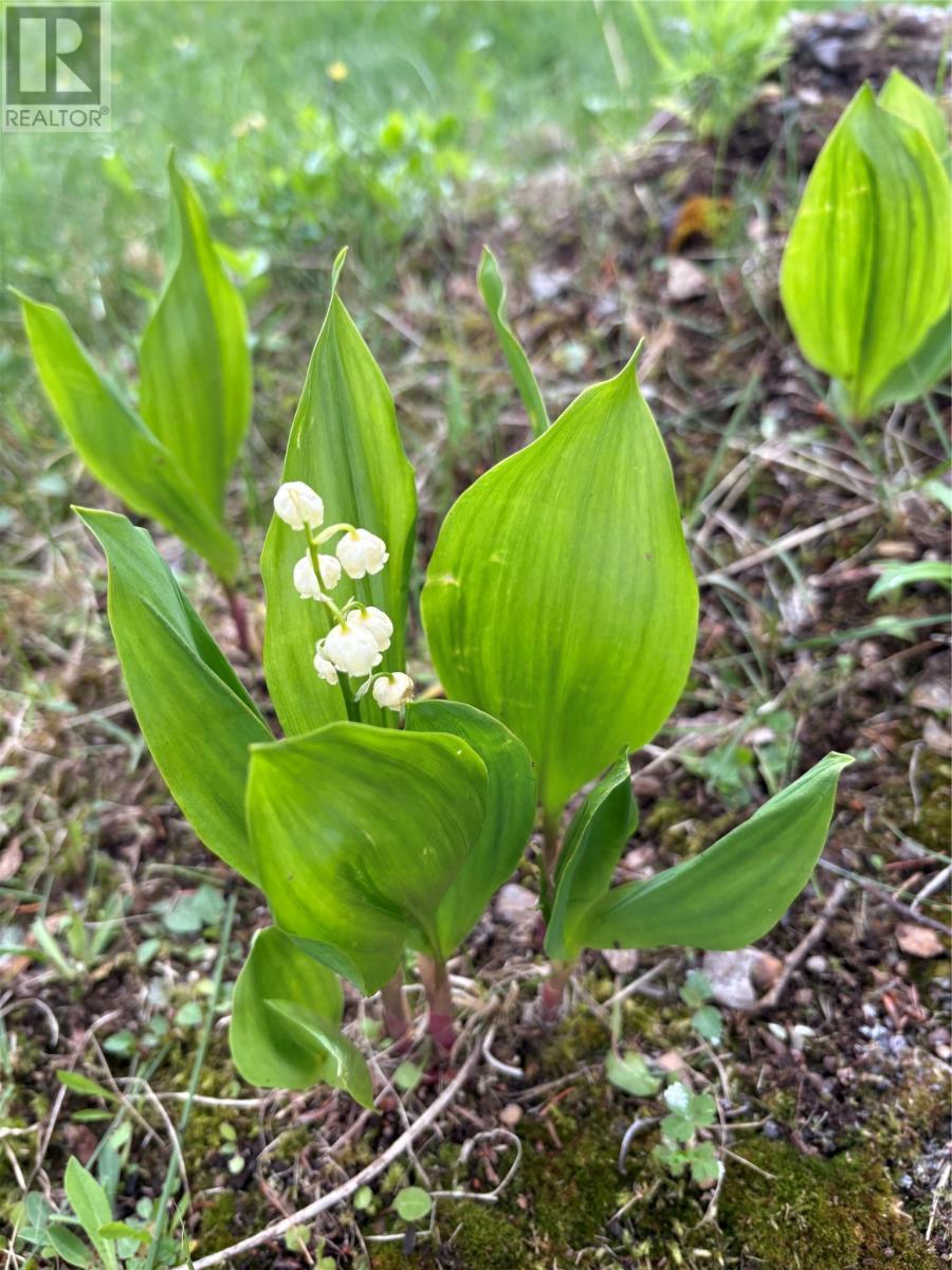 3 Robert Road, South Brook, NL - Outdoor
