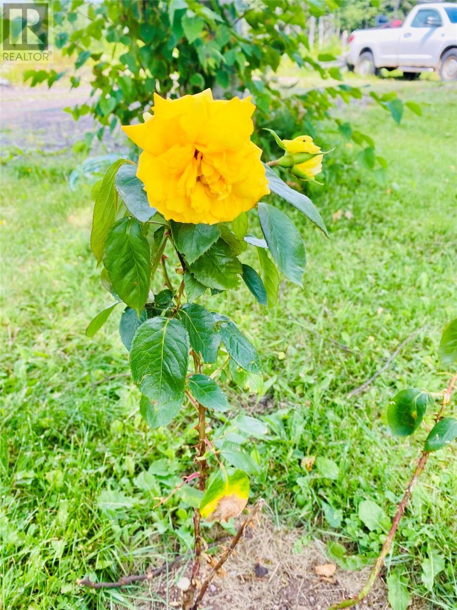 3 Robert Road, South Brook, NL - Outdoor