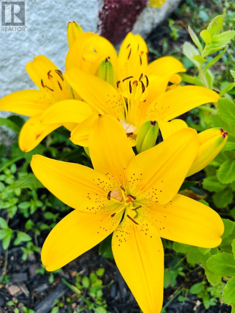 3 Robert Road, South Brook, NL - Outdoor