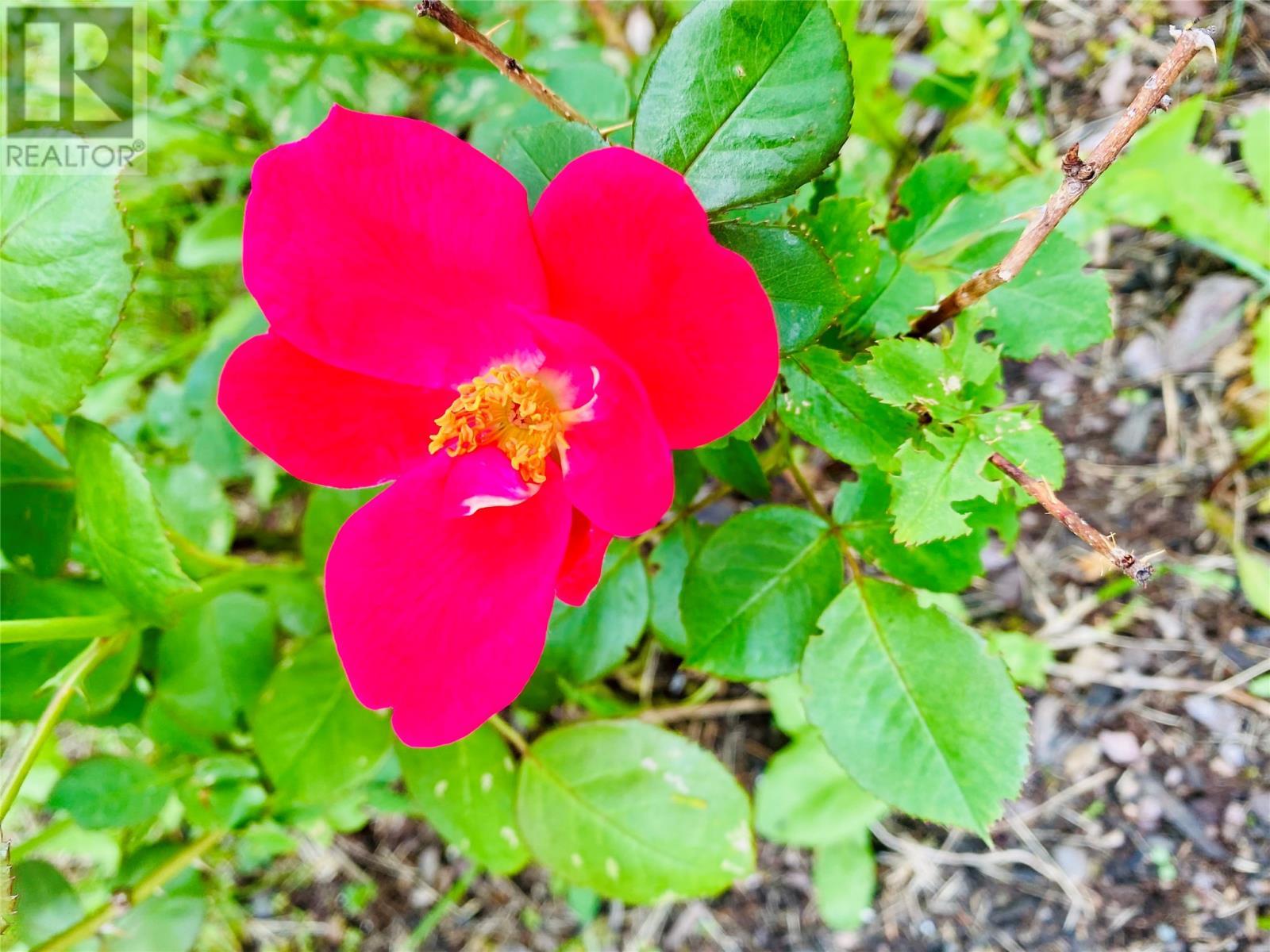 3 Robert Road, South Brook, NL - Outdoor