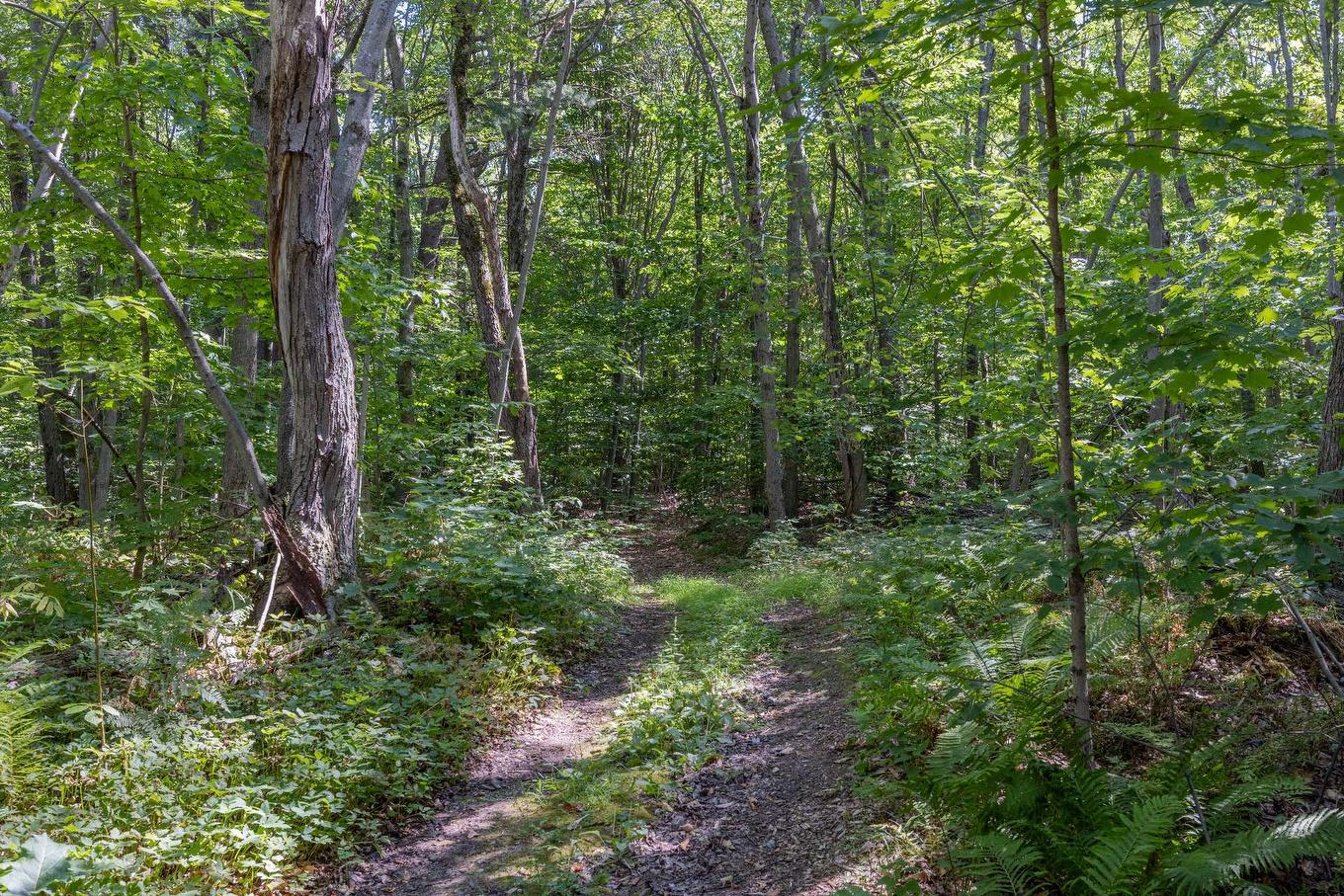 Wooded area - 2890 Ch. Ste-Angélique, Saint-Lazare, QC