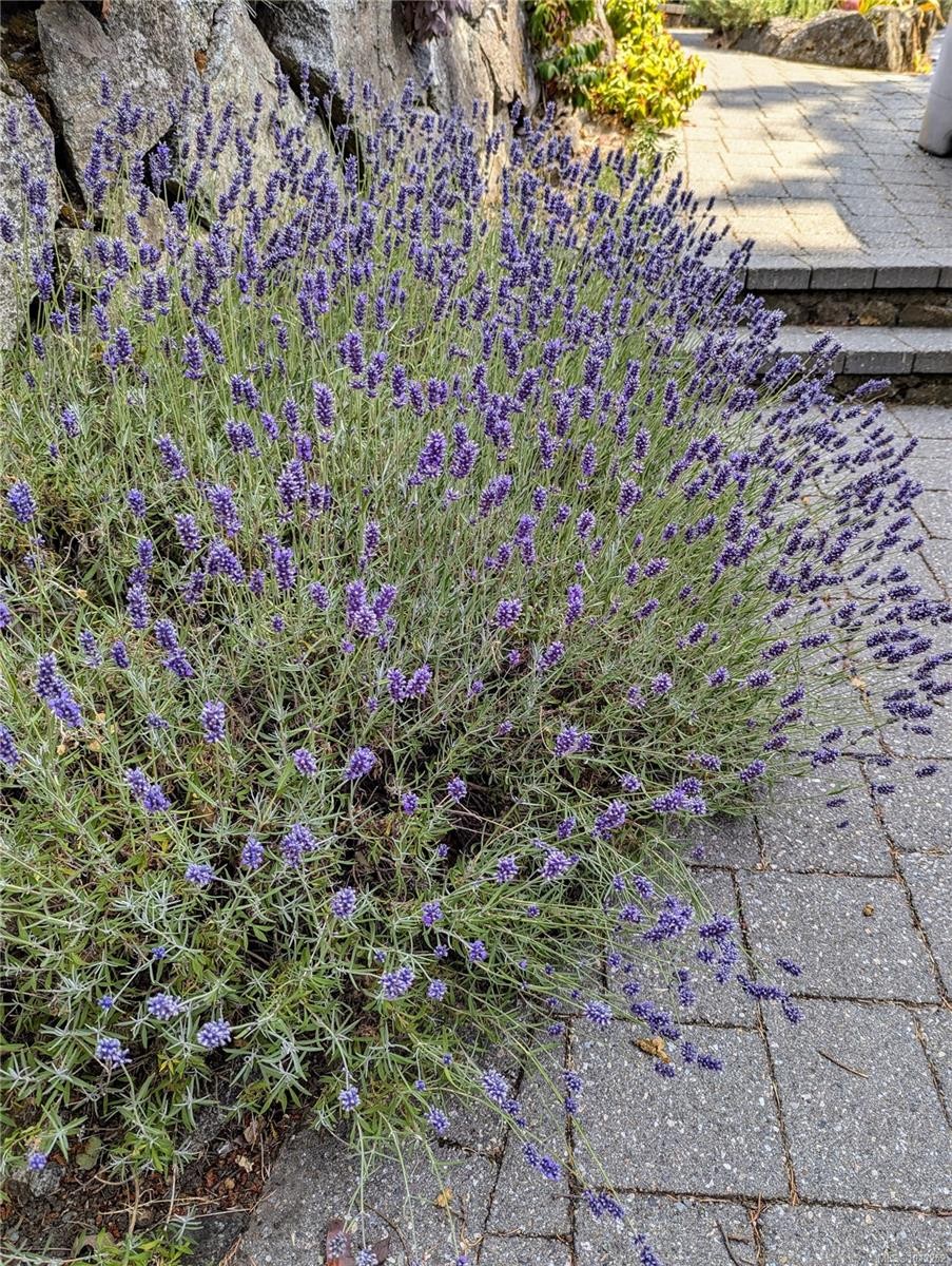 2710 Sea View Rd, Saanich, BC