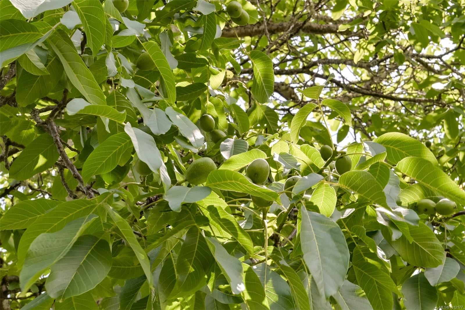 5489 Forest Hill Rd, Saanich, BC