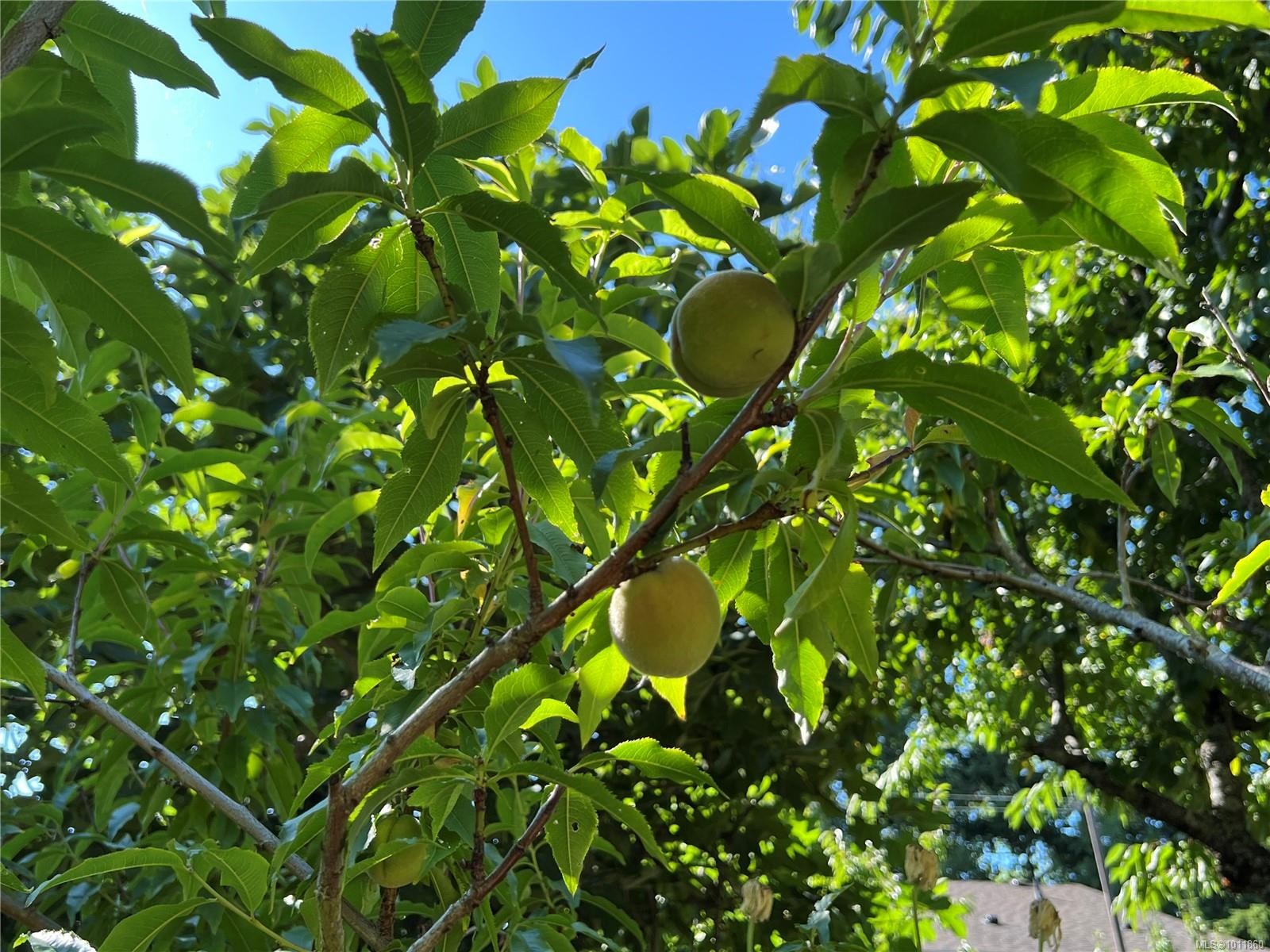 539 Rowan Ave, Parksville, BC