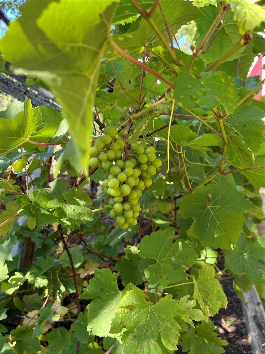 539 Rowan Ave, Parksville, BC